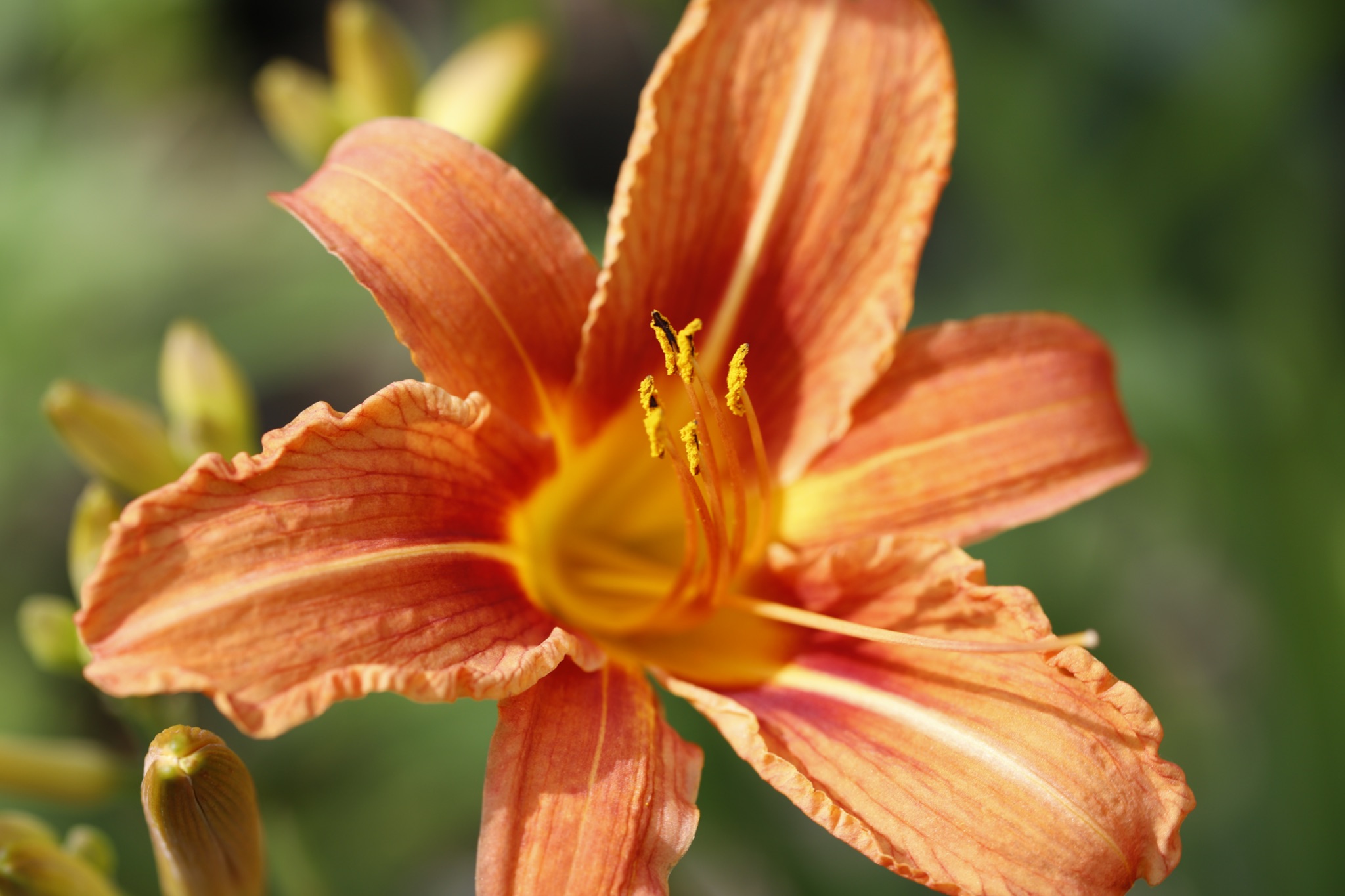 Gelbrote Taglilie  8849